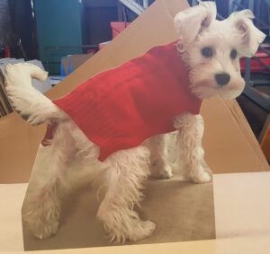 Cardboard cutout of a small white dog wearing a red jumper